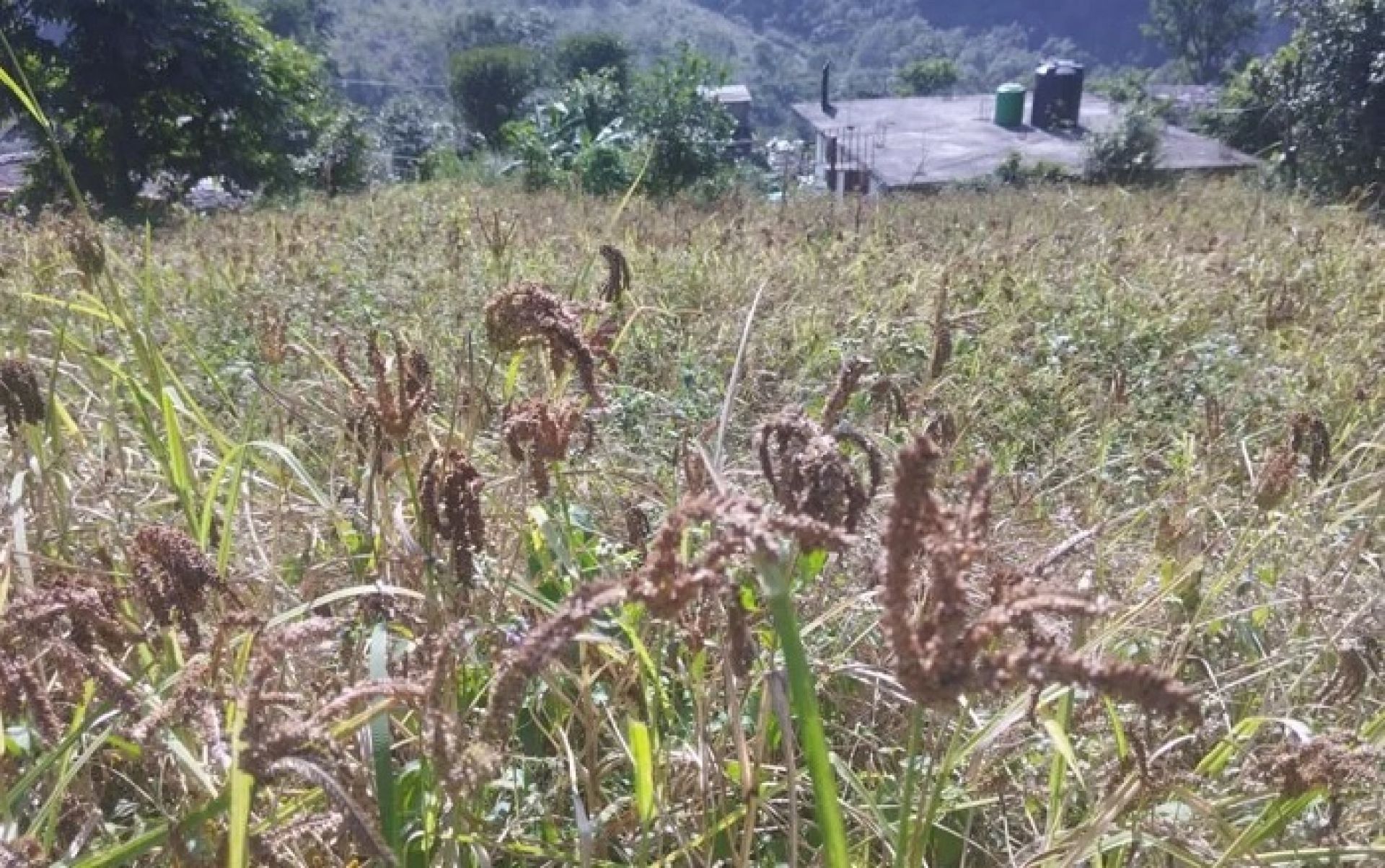 व्यापारीहरु गाउँमै आउन थालेपछि म्याग्दीको ग्रामीण भेगमा कोदोखेती विस्तार